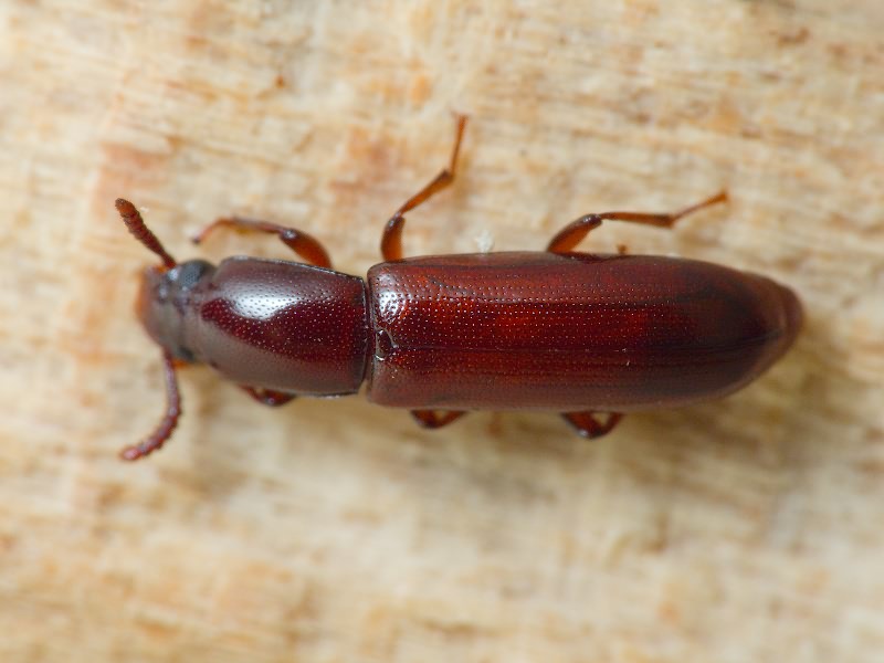 Corticeus unicolor Piller & Mitterpacher, 1783